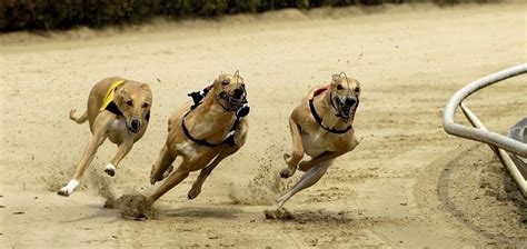 sky bet greyhounds|rpgtv streaming.